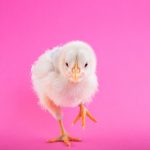 Generation Z – the New Consumers’ Profile